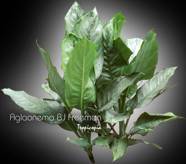 Aglaonema - Aglaonema 'BJ Freeman' - Chinese Evergreen 